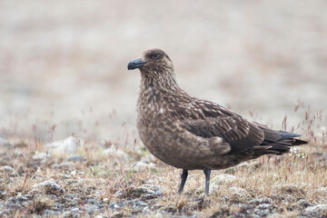 Grote Jager, Great Skua, Catharacta skua