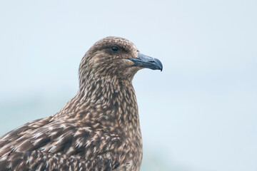 Grote Jager, Great Skua, Catharacta skua
