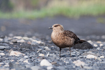 Grote Jager, Great Skua, Catharacta skua