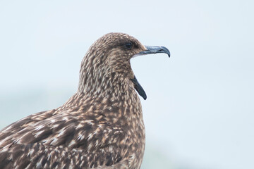 Grote Jager, Great Skua, Catharacta skua