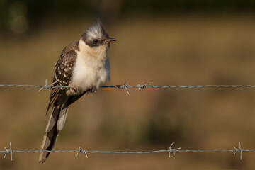 Kuifkoekoek, Great Spotted Cuckoo, Clamator glandarius