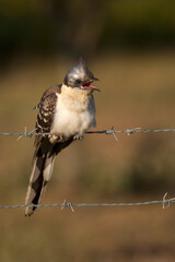 Kuifkoekoek, Great Spotted Cuckoo, Clamator glandarius