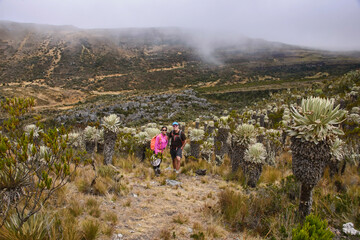 Obraz premium Trekking amongst frailejones on the high altitude Páramo de Oceta trek, Monguí, Boyaca, Colombia