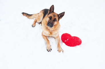 Postcard with dog for Valentines Day. German Shepherd of black and red color lies on freshly fallen white soft snow next to red toy heart.