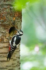 Grote Bonte Specht, Great Spotted Woodpecker, Dendrocopos major