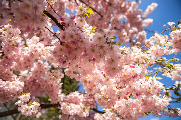 Blooming sakura tree against the blue sky