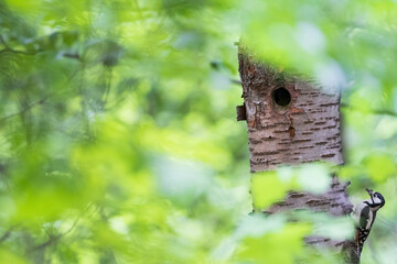 Grote Bonte Specht, Great Spotted Woodpecker, Dendrocopos major