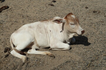 Beautiful Pygmy Zebu Cow Close Up Stock Photo