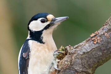 Grote Bonte Specht, Great Spotted Woodpecker, Dendrocopos major