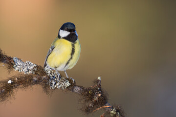 Koolmees, Great Tit, Parus major major