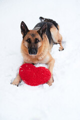 Postcard with dog for Valentines Day. German Shepherd of black and red color lies on freshly fallen white soft snow next to red toy heart.