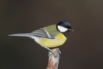 Koolmees, Great Tit, Parus major major