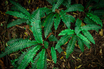 Fern plants. Fern leaf. Green fern leaves in forest. natural texture pattern background. Tropical foliage in jungle.