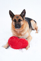 Postcard with dog for Valentines Day. German Shepherd of black and red color lies on freshly fallen white soft snow next to red toy heart.