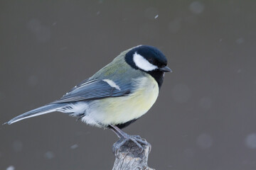 Koolmees, Great Tit, Parus major major
