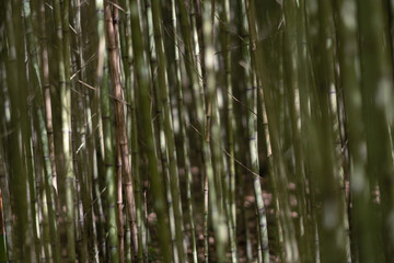 Hermoso y tranquilo paisaje de naturaleza con puentes, caminos y lagos