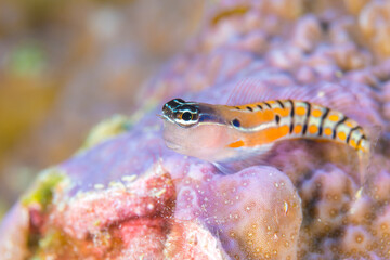 Obraz na płótnie Canvas Orange and black striped tiger gobe on coral reef