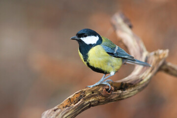 Koolmees, Great Tit, Parus major