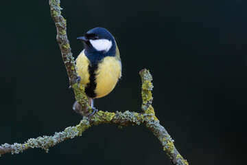 Koolmees, Great Tit, Parus major