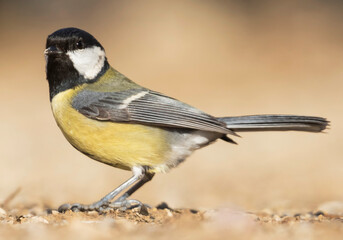 Obraz premium Great Tit, Koolmees, Parus major ssp. major