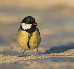 Great Tit, Koolmees, Parus major ssp. major