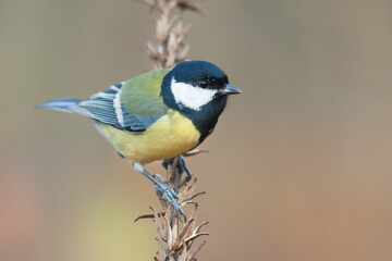 Koolmees, Great Tit, Parus major