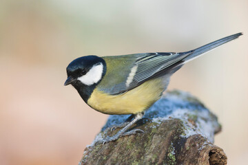 Koolmees, Great Tit, Parus major