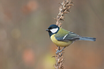 Koolmees, Great Tit, Parus major