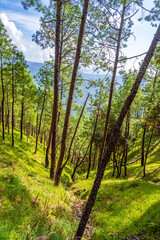 Fototapeta na wymiar Pine tree forest on mountain slopes of Himalayas mountains of Binsar wildlife sanctuary at Almora, Uttarakhand, India. Sustainable industry, ecosystem and healthy environment concepts and background.