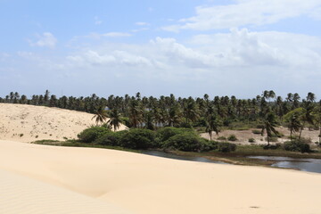 Fototapeta na wymiar a dune, a lot of trees and a blue sky 