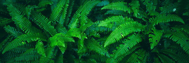 Fern plants. Fern leaf. Green fern leaves in forest. natural texture pattern background. Tropical foliage in jungle.