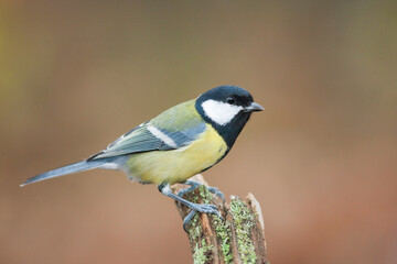 Koolmees, Great Tit, Parus major
