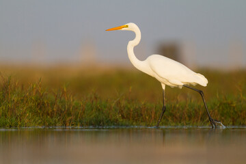 Grote Zilverreiger, Great White Egret, Ardea alba alba