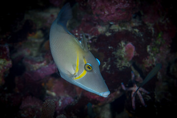 Naklejka na ściany i meble Colorful tropical reef fish