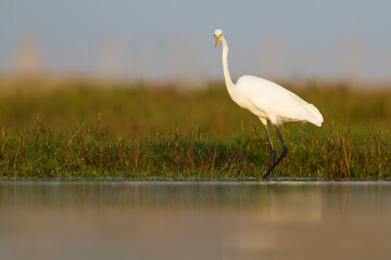Grote Zilverreiger, Great White Egret, Ardea alba alba