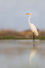 Grote Zilverreiger, Great White Egret, Ardea alba alba