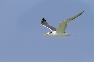 Fototapeta na wymiar Grote Kuifstern, Greater Crested Tern, Thalasseus bergii velox