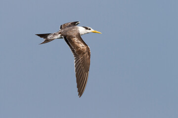 Grote Kuifstern, Greater Crested Tern, Thalasseus bergii velox