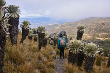 Trekking amongst frailejones on the high altitude Páramo de Oceta trek, Monguí, Boyaca, Colombia