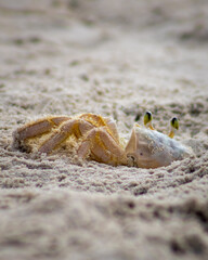 Balneário Gaivota, Santa Catarina, Brazil, January 2021. Maria crab crab waiting in her den for a feeding moment on a beach on a sunny day.