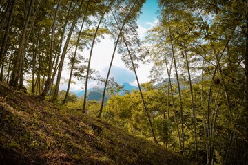 morning in the forest