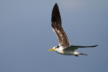 Grote Kuifstern, Greater Crested Tern, Thalasseus bergii velox