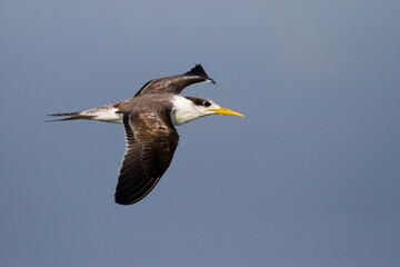 Grote Kuifstern, Greater Crested Tern, Thalasseus bergii velox