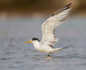 Grote Kuifstern, Greater Crested Tern, Thalasseus bergii velox