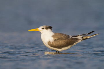 Grote Kuifstern, Greater Crested Tern, Thalasseus bergii velox