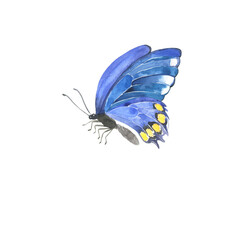 Tropical blue butterfly on white background. Hand drawn watercolor illustration. - 403858148