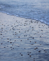 Tatuíras feeding before the wave passes. Reflection of the sun's clarity harmonizing water and...