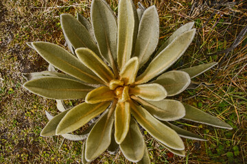 Closeup of (Espeletia) plant growing on the Páramo de Oceta, Monguí, Boyaca, Colombia