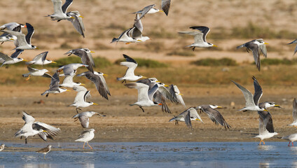 Grote Kuifstern, Greater Crested Tern, Thalasseus bergii velox
