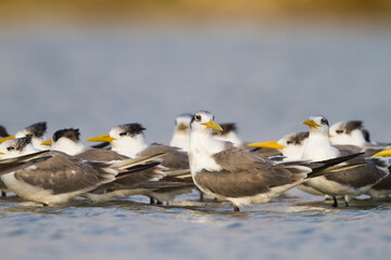 Grote Kuifstern, Greater Crested Tern, Thalasseus bergii velox